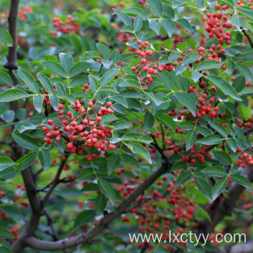 sichuan pepper extract tea